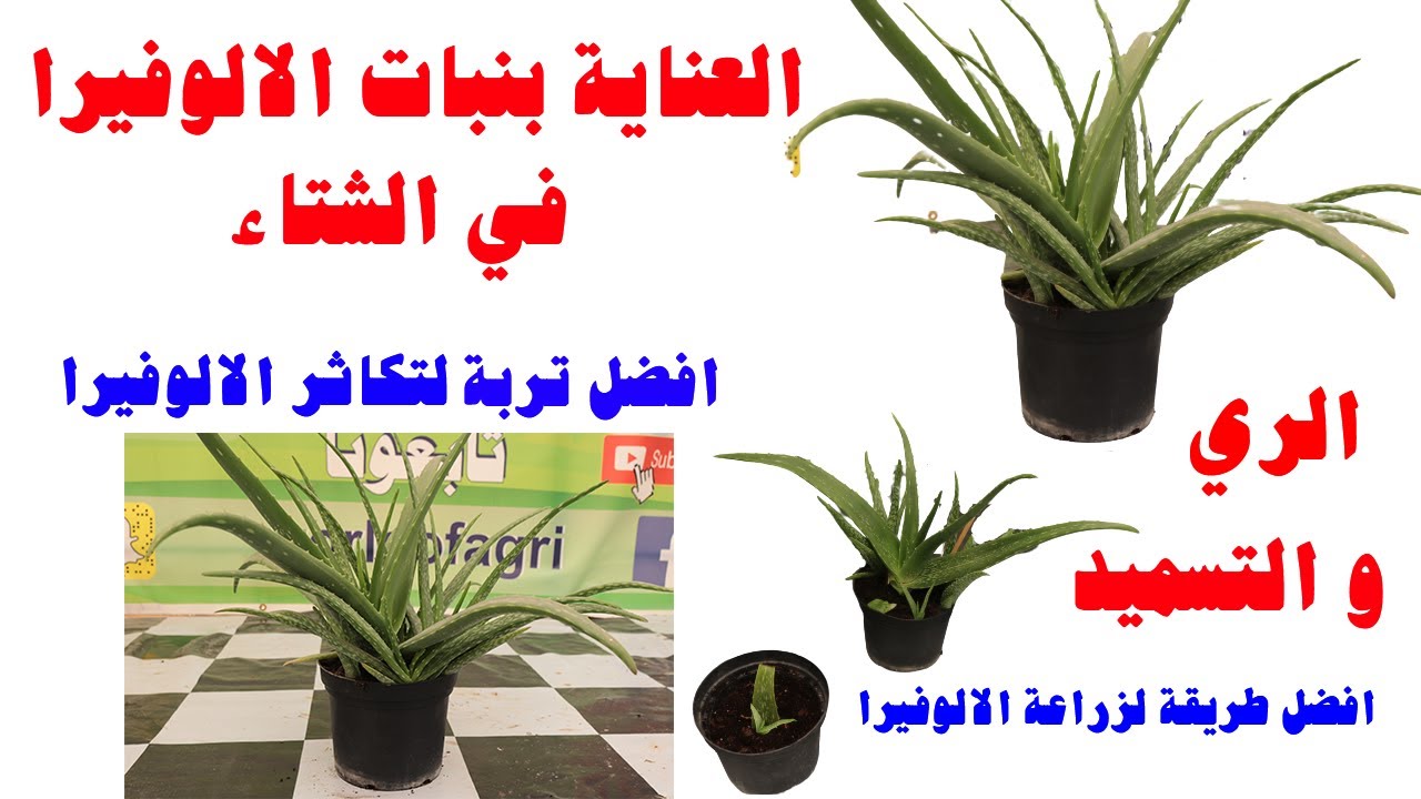 افضل تربة لزراعة و اكثار نبات الالوفيرا, العناية بنبات الالوفيرا في فصل الشتاء