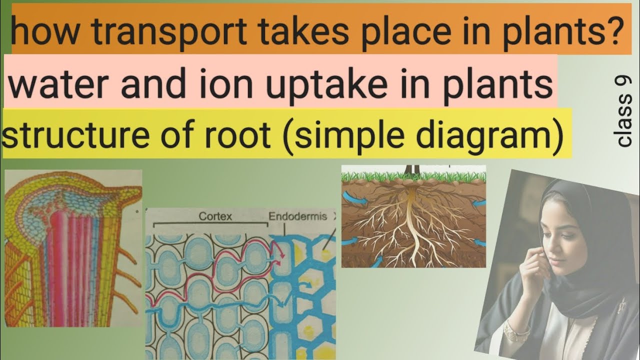 how water and ions are transported in plants | transport | easy root ...
