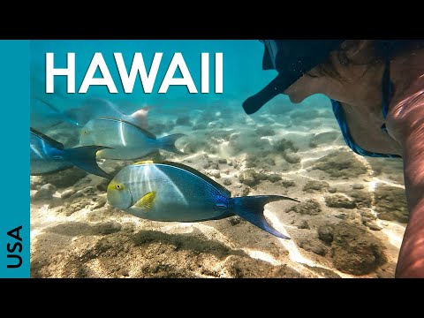 Video: Hanauma Bay are dușuri?