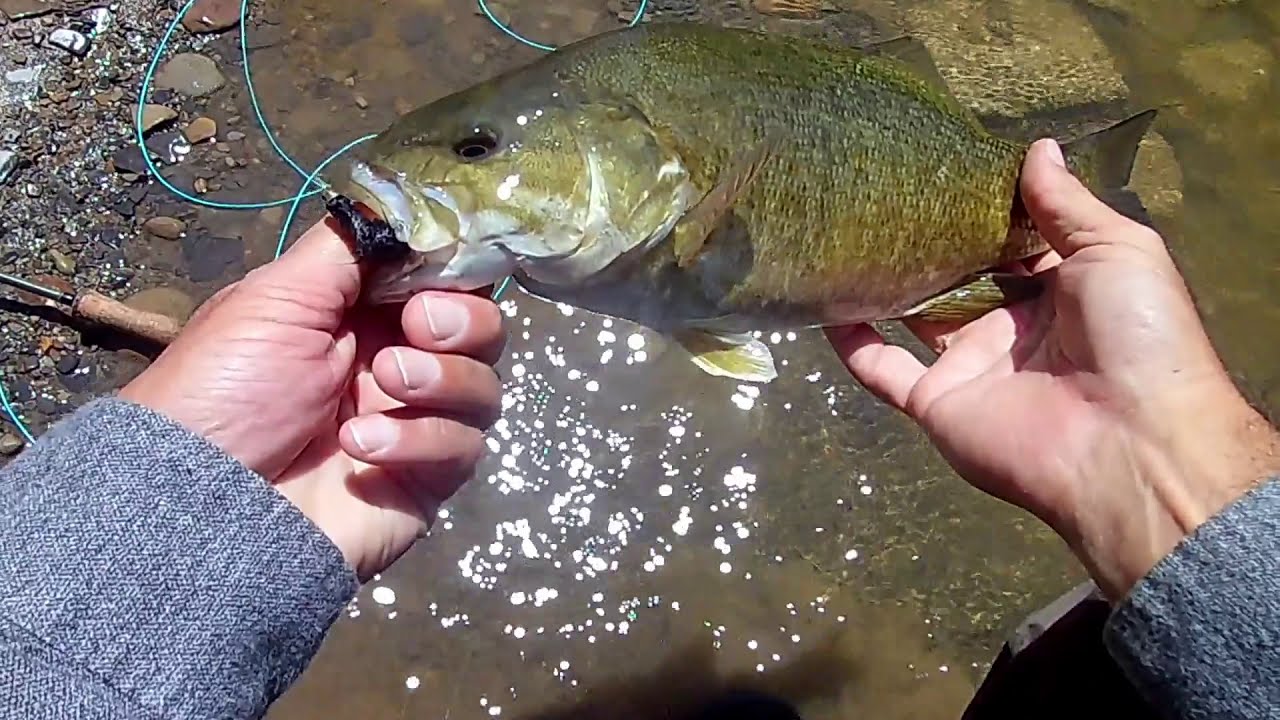 Fly Fishing for NY Smallmouth Bass YouTube
