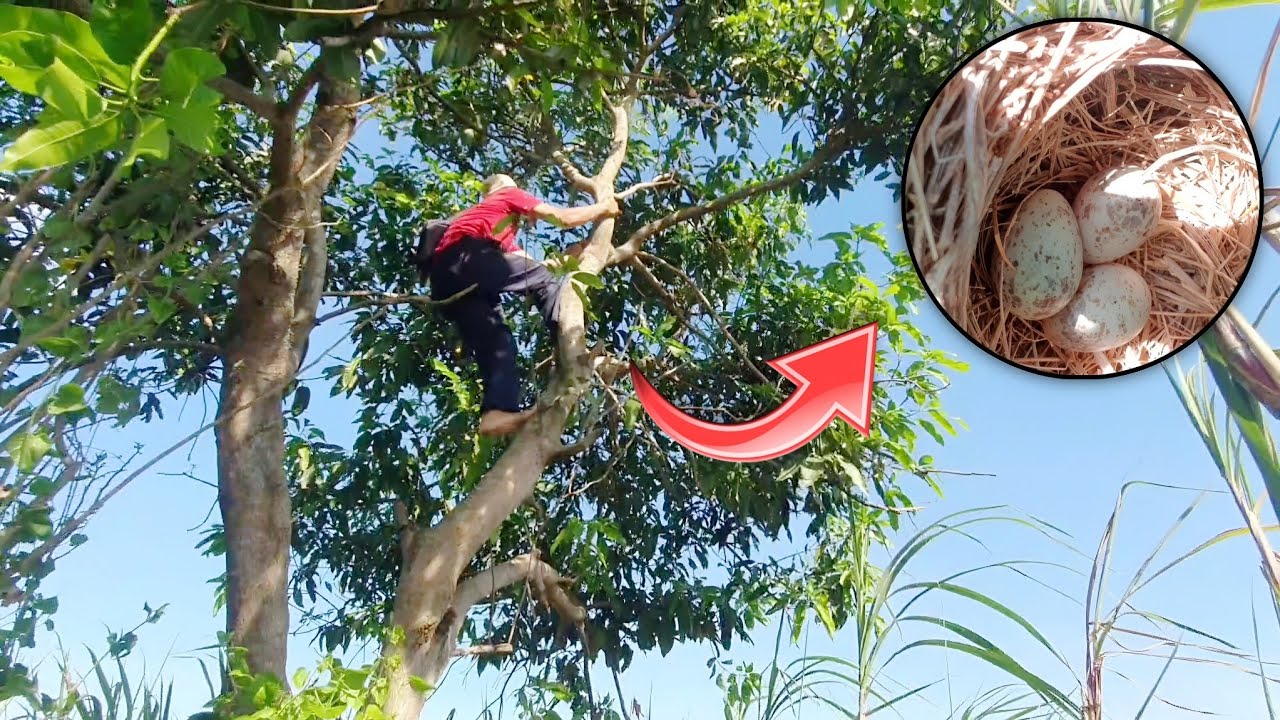 Mbolang kali ini menguras tenaga dan berhasil menemukan sarang cendet lagi 