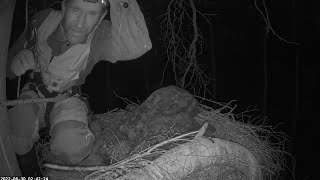 Must-toonekurg: experiment with black stork adoption/эксперимент с усыновлением черного аиста