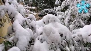 February 12, 2021 snow in western Washington state USA 🇺🇸