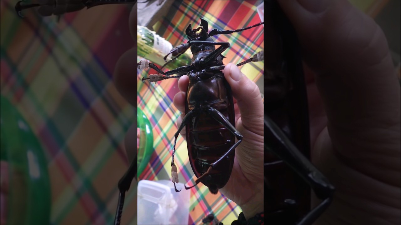 Уничтожитель лесов. Жук-дровосек или усач