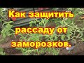 обязательно защитите рассаду от возвратных заморозков