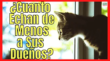 ¿Cómo afecta a un gato el cambio de dueño?