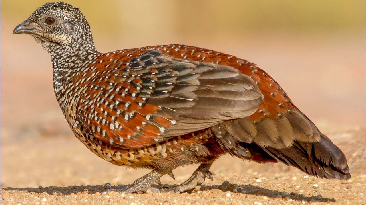 Painted Spurfowl Galloperdix Lunulata Male Singing