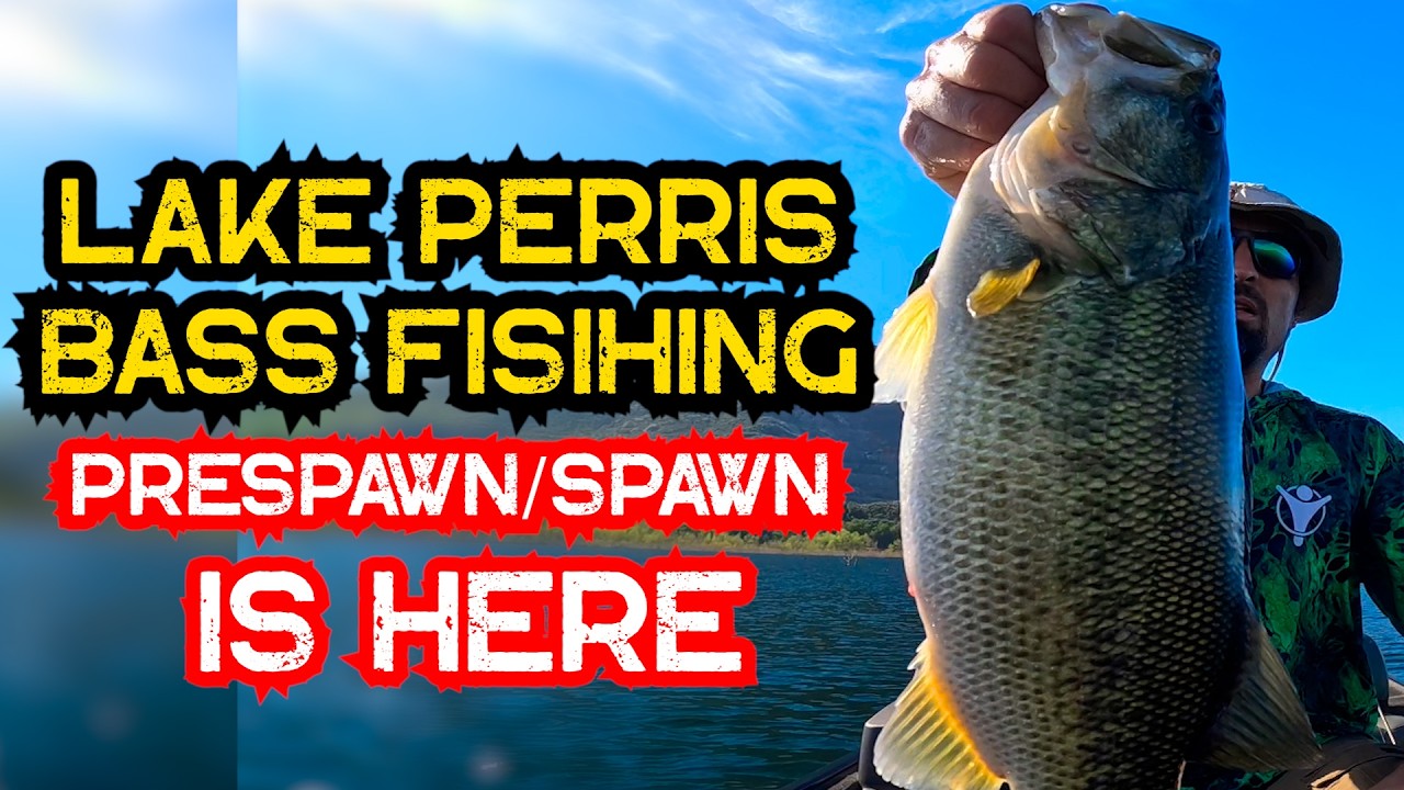 LAKE PERRIS Bass Fishing PreSpawn/Spawn is HERE #fishing #bassfishing #jangomike