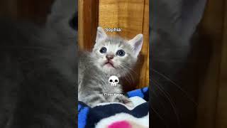 Sophia en modo Dross... #shorts