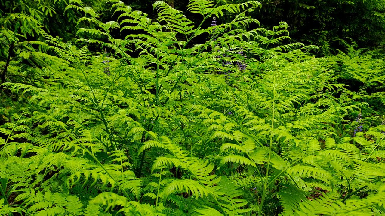 ASMR звук дождя в лесу летом / Прогулка ранним утром в лесу