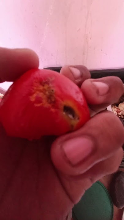 sada-hua-tamatar-youtube