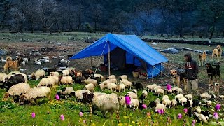 The Last Shepherds of the Himalayas: Living in Remote Mountain Pastures  
