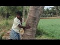 My friend theft Tender coconut in my village (Amazing taste) / VILLAGE FOOD FACTORY by Village Food Factory