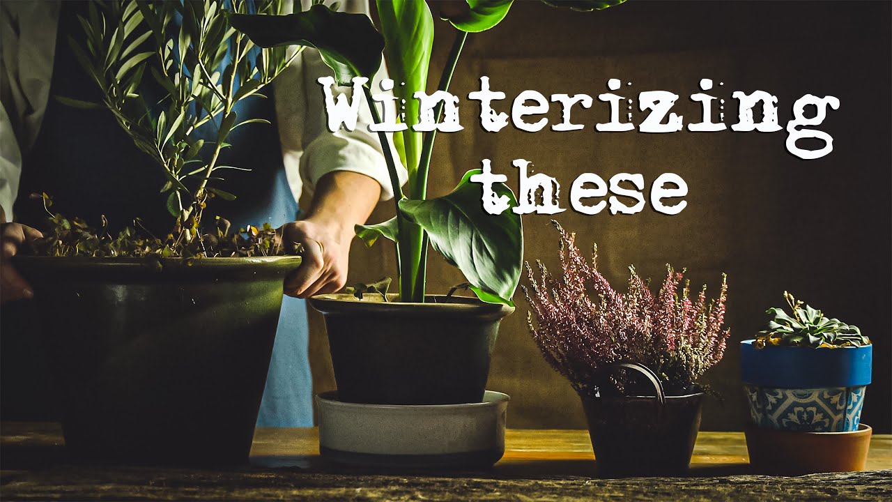 Overwintering potted plants How to prepare potted plants for winter