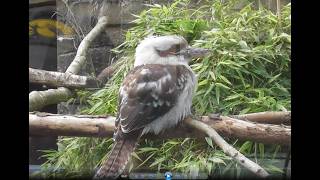 Bird Watch at Belfast Zoo Sacred Ibis Laughing Kookaburra Tawny Frogmouth Deckens Hornbill Flamingos