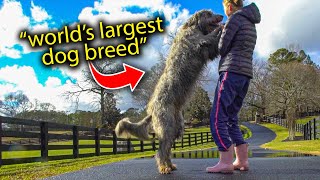 Irish Wolfhound - world's largest dog breed.