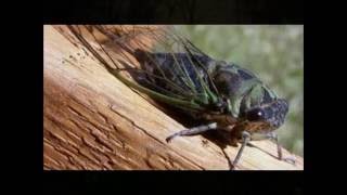 Cicada Serenade