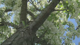 Mild winter leading to worse seasonal allergies