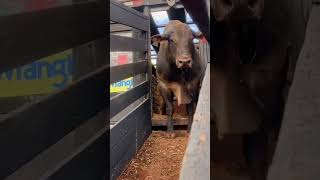 Touro Taça Barretos 2022