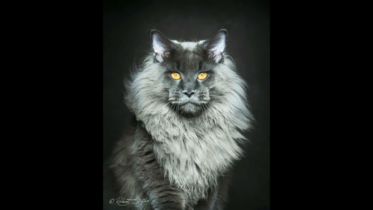 Gato maine coon cuanto cuesta