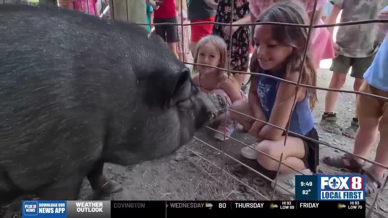 Heart of Louisiana: Sugar Roots Farm