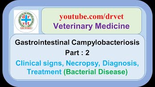 Gastrointestinal campylobacteriosis Part 2 : clinical signs, necropsy findings, diagnosis, treatment