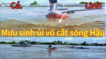 Mưu sinh vó ủi cá linh sông Hậu bội thu -