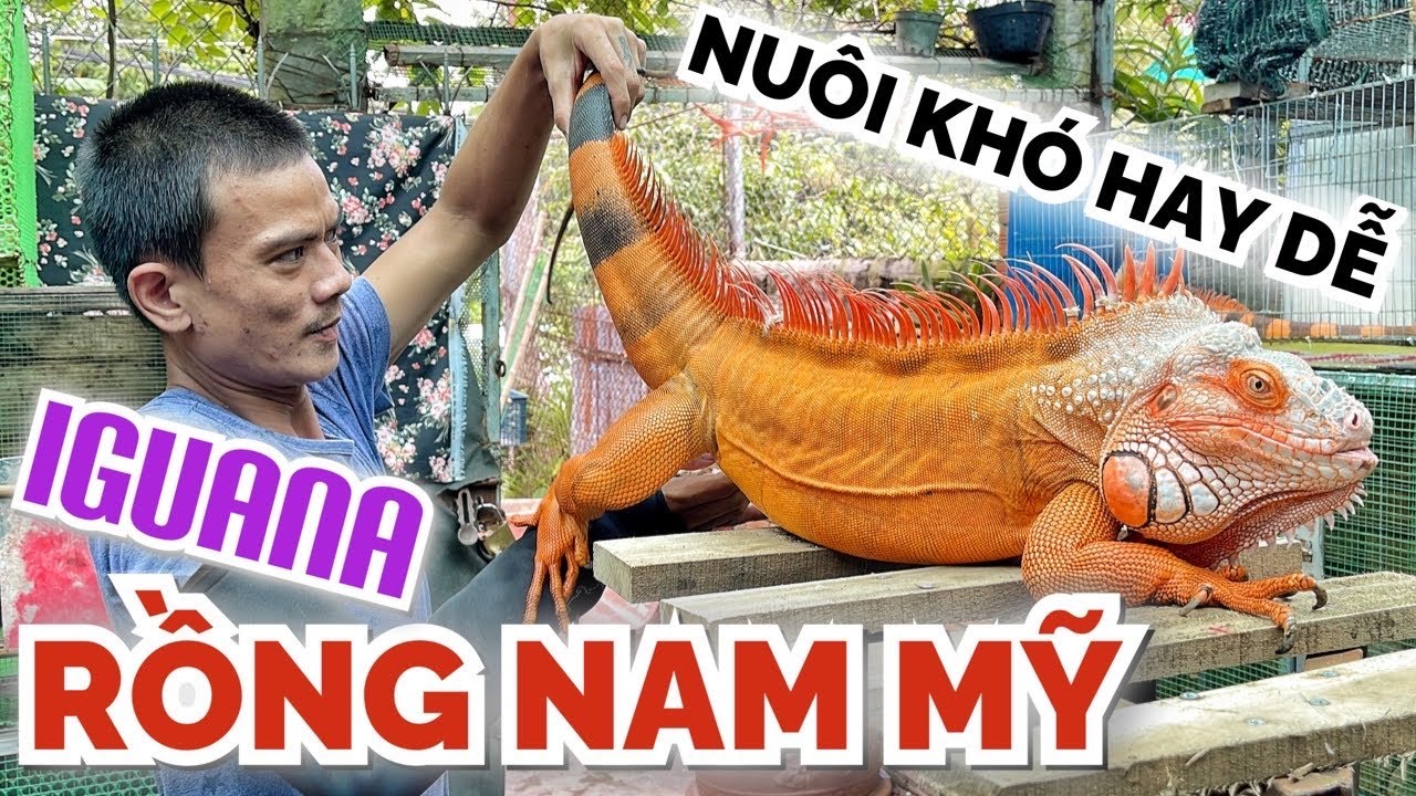 Nuôi Pet iguana RỒNG NAM MỸ nhìn HUNG DỮ nhưng rất... - youtube