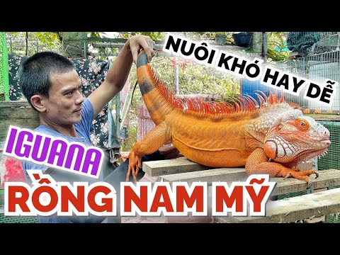 Video Nuôi Pet iguana RỒNG NAM MỸ nhìn HUNG DỮ nhưng rất... - youtube