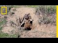 ヘビにも負けないカリフォルニアジリス | ナショジオ