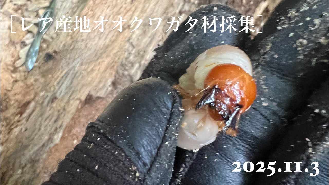 ［奈良県オオクワガタ材採集］2025.11.3