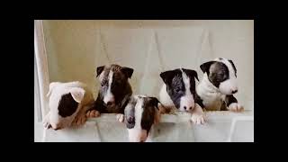 Cuccioli Bull Terrier Maschi Femmine In Vendita Video 2