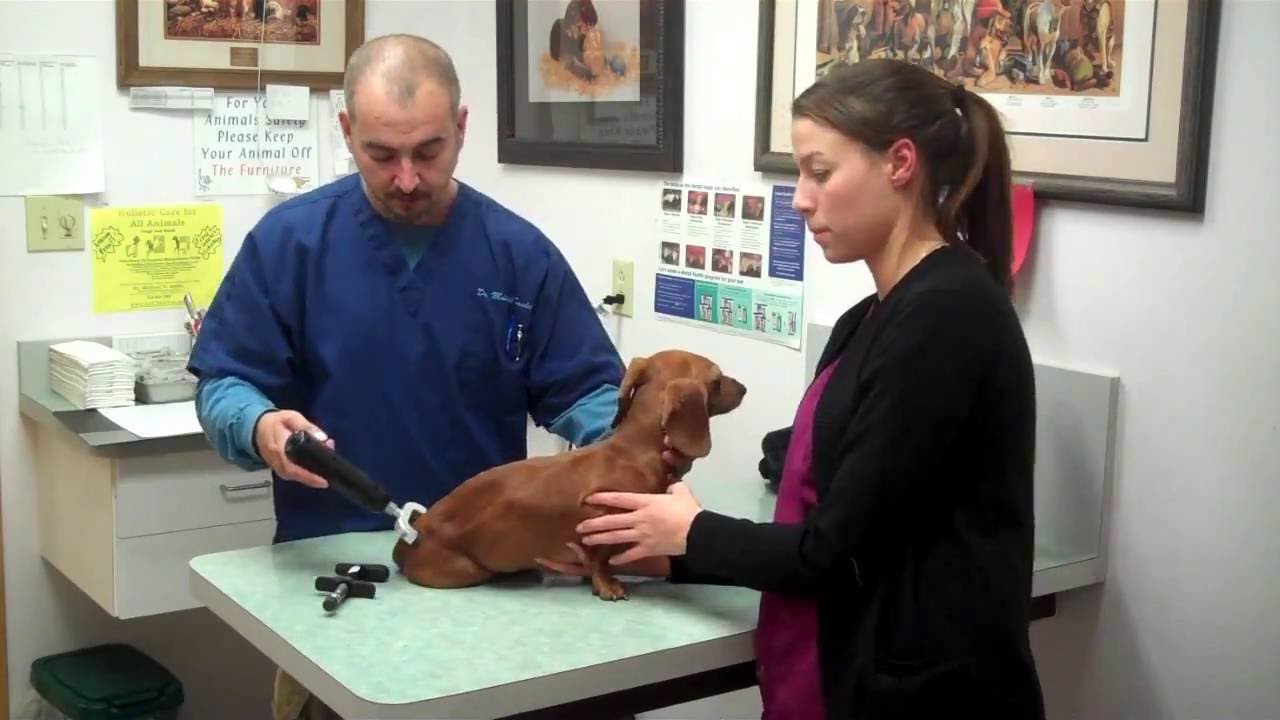 A Visit With Dr. Savko-paralyzed dachshund now walking! animal chiropractic vom