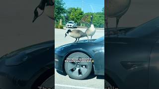 Bro Thinks He Owns The Entire Street  goose farm fyp viral funny animals