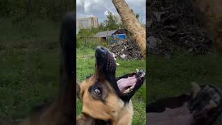 овчарка Урса прыгает за палочкой #germanshepherd  #животные #немецкаяовчарка #dog #dogshorts #pets