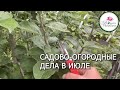 ШПАРГАЛКА САДОВО-ОГОРОДНЫХ ДЕЛ НА ИЮЛЬ