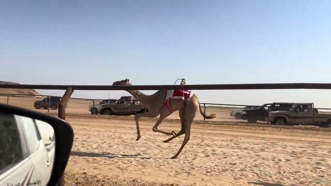 حايف/ سعد حمدان الشمري