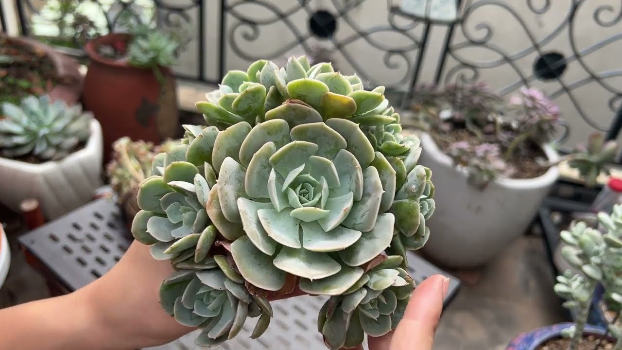 Khui thùng sen đá mới T11/2025