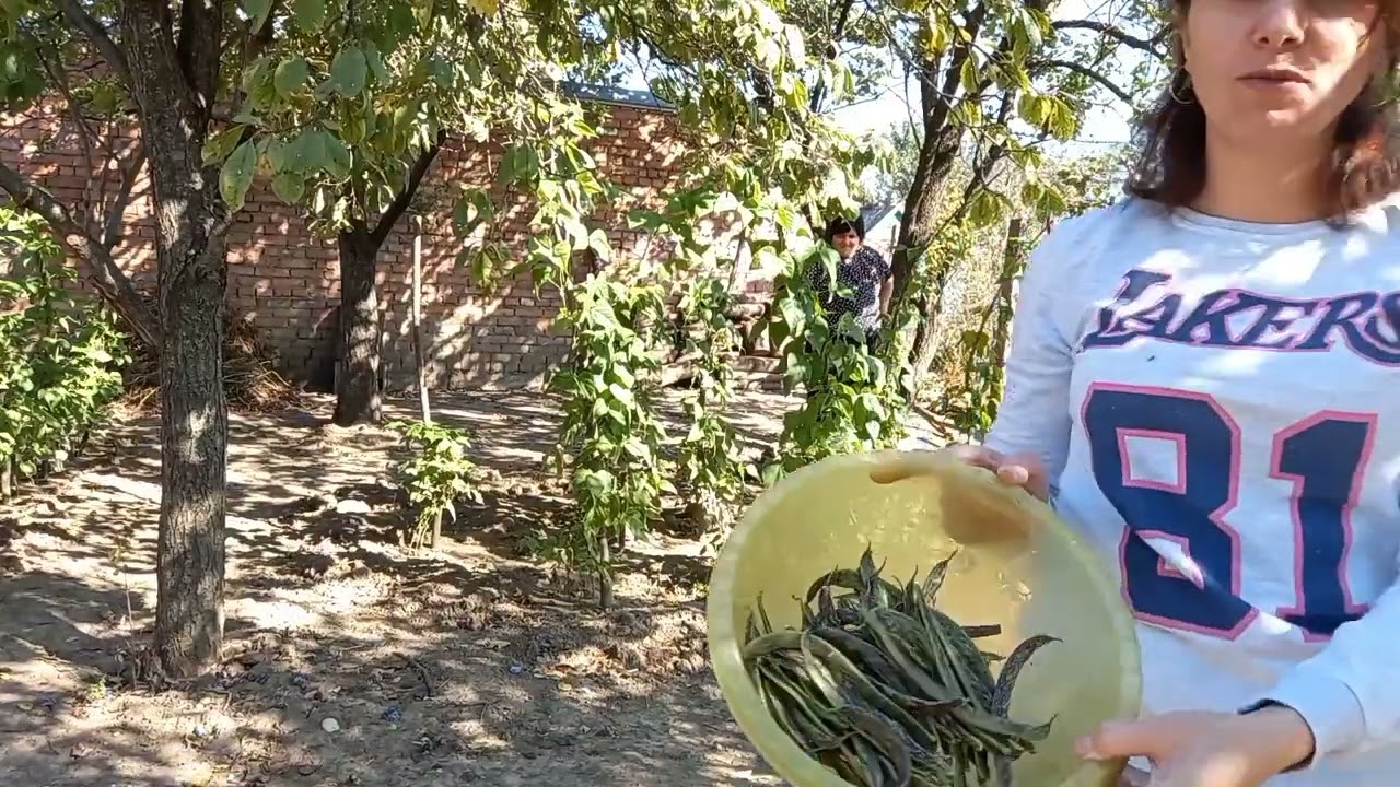 Середина октября, мы собираем лобио с нашего огорода, срубили сухое дерево, почистили огород