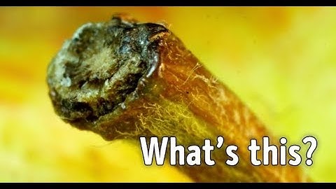 Test: Can You Recognize Everyday Objects Close Up?