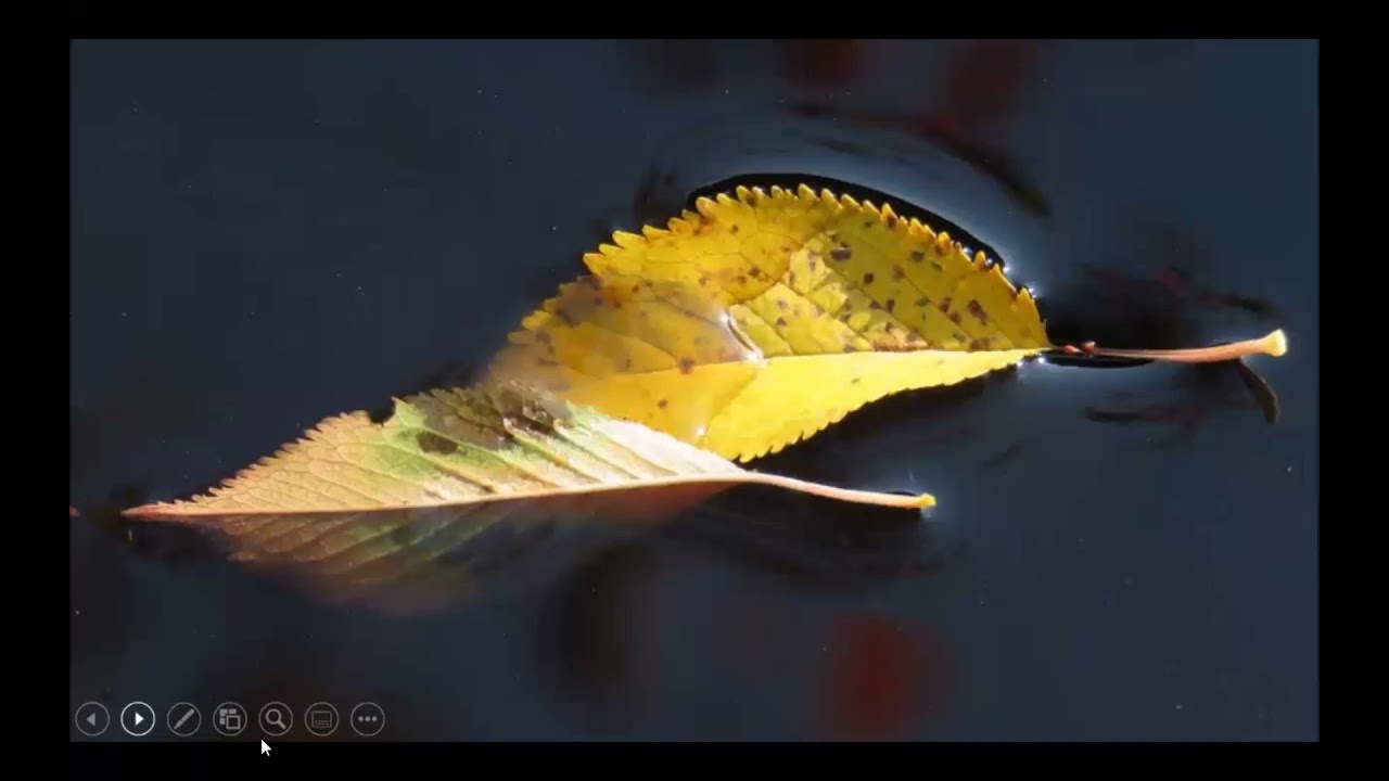 Leaves on the Stream