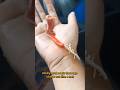 The Creepy Secret of the Ribbon Worm #shortvideo #ribbonworm