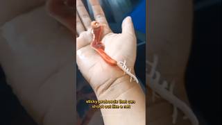 The Creepy Secret Of The Ribbon Worm