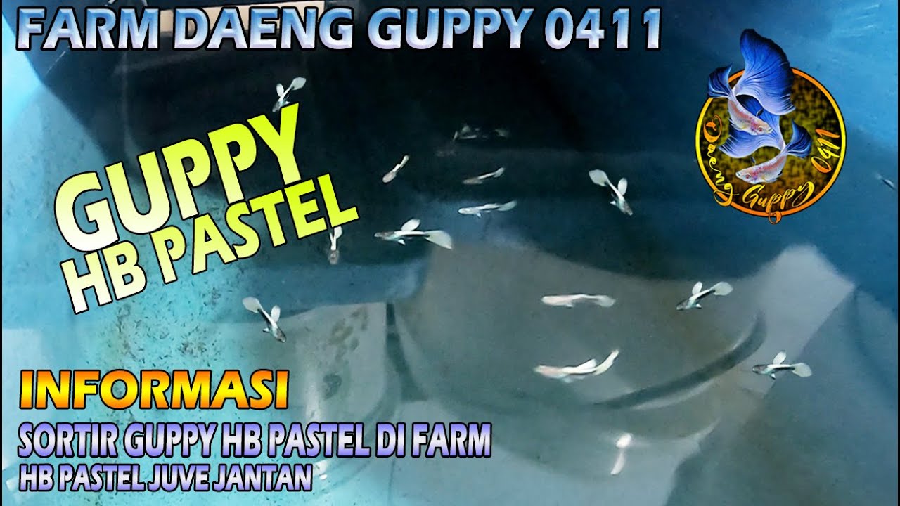 CARA SORTIR GUPPY HB PASTEL JUVE REMAJA