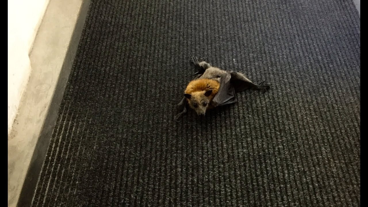 Rescue Of A Bat Tred In Courtyard Walkway This Is Cammie You Rescue Of A Bat Tred In Courtyard Walkway This Is Cammie
