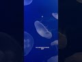 Beautiful jellyfish #jellyfish #underwater #nature #asrm #meditation #ocean #sea #recommended