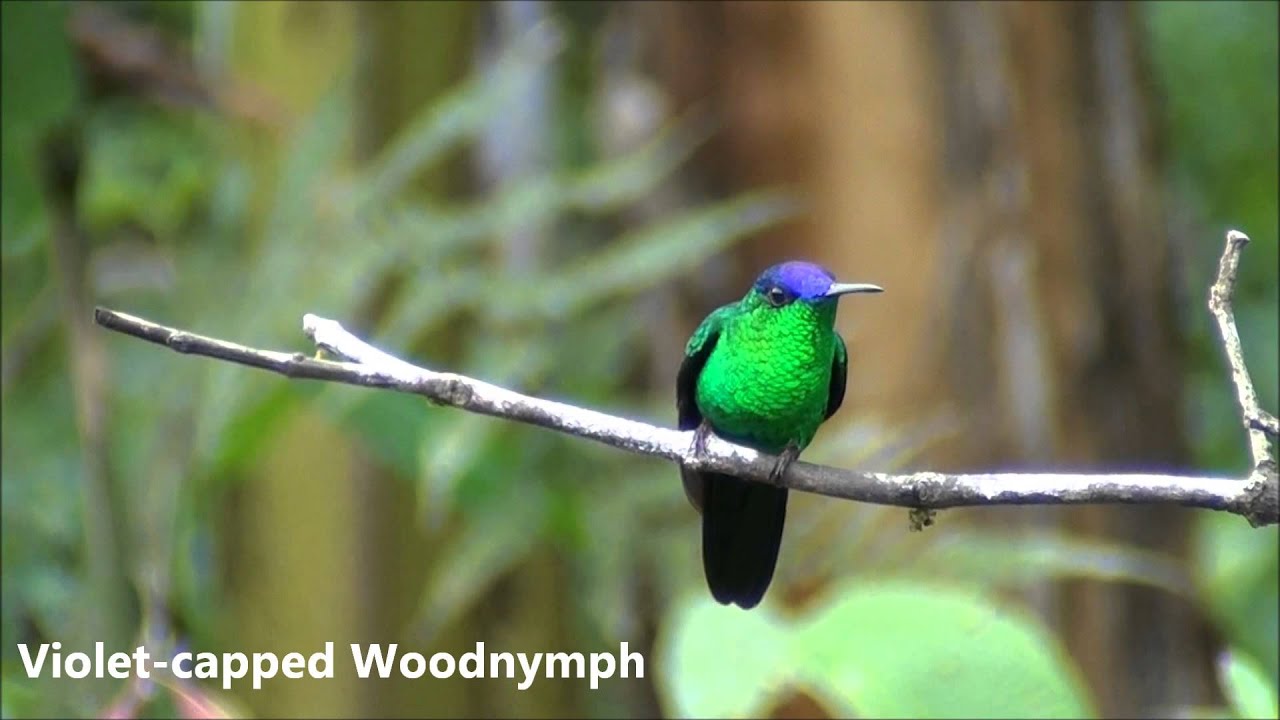 Atlantic Rainforest, Brazil: Itatiaia NP, Ubatuba & Intervales State Park, October 10th-21st, 2012