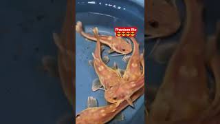 phantom Rtc #fish #music