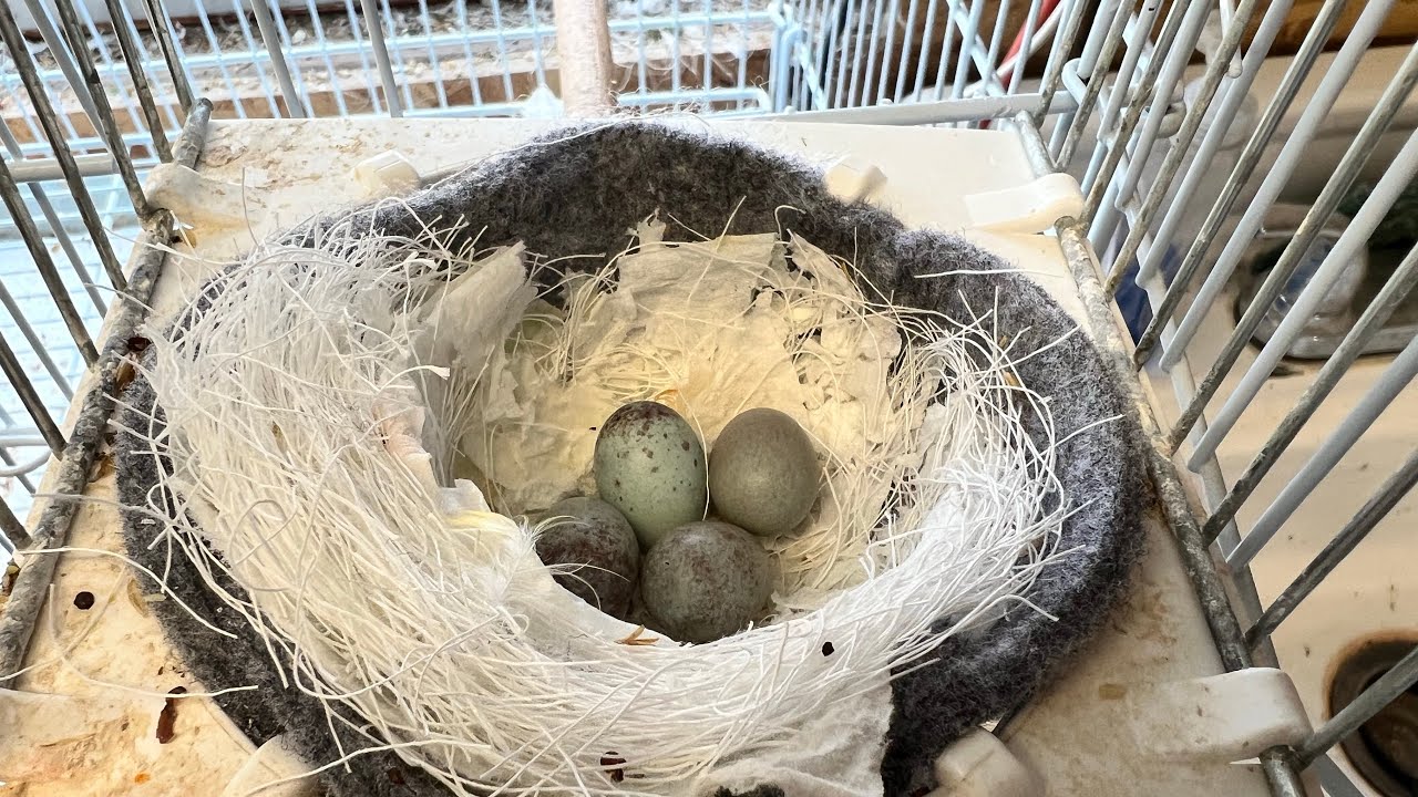 My canary eggs may not be fertile.
