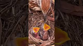 A beautiful birds nest video #birds #nest #nature #naturesvoice #birdsounds #birdsong